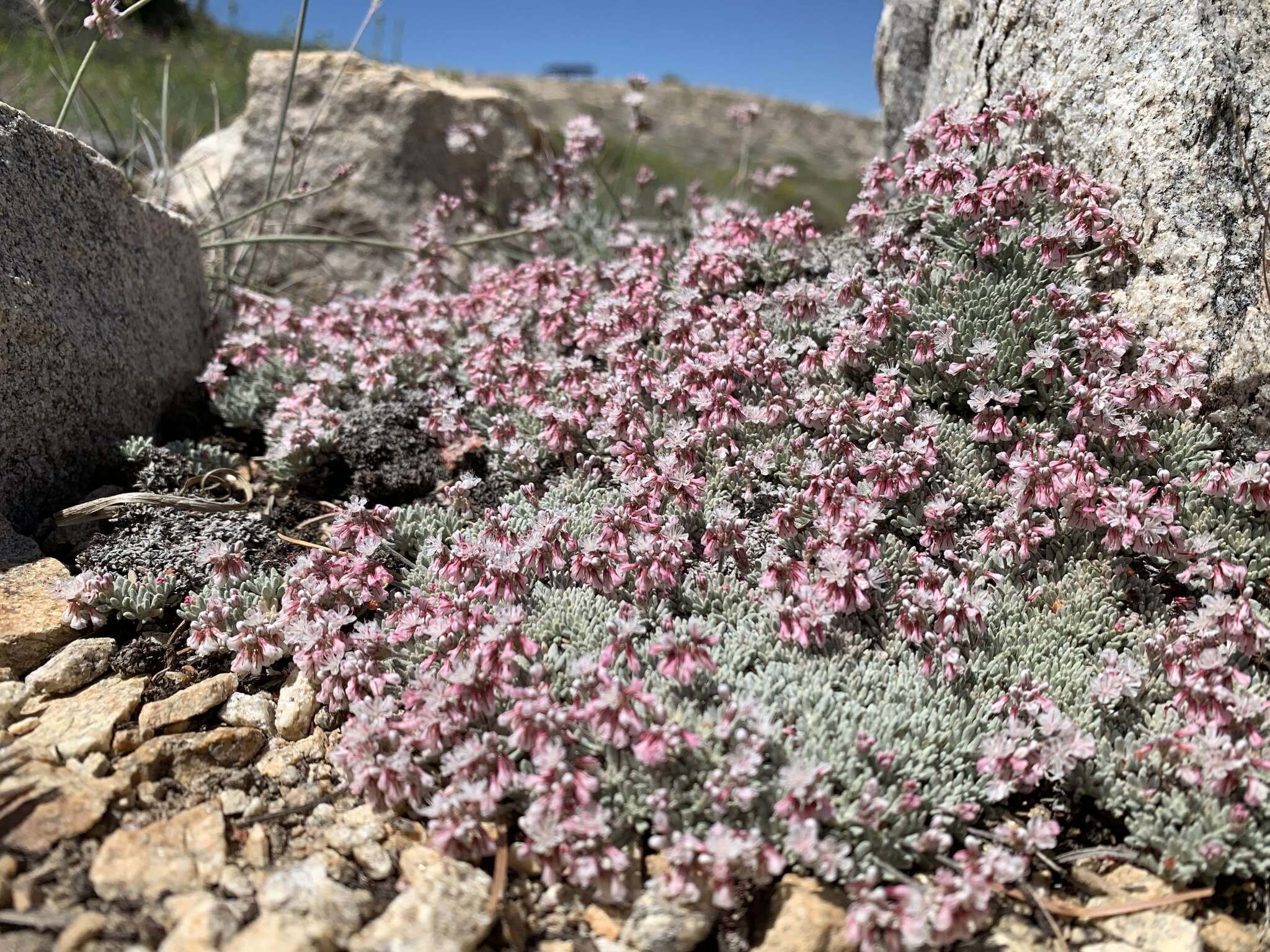 Eriogonum kennedyi var. alpigenum (Munz & I M. Johnst.) Munz & I M. Johnst. resmi