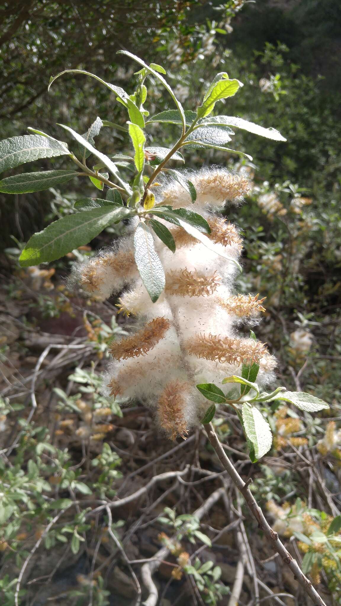 Image de Saule Pédicellé