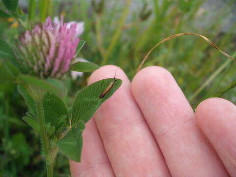 Image of Case-bearer moth