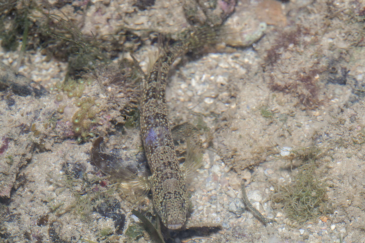 Image of Maude&#39;s shrimpgoby