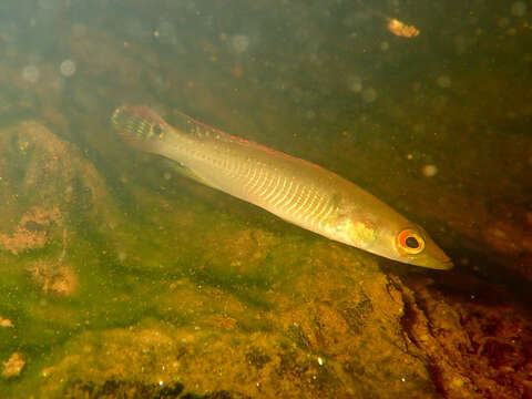 Image de Crenicichla saxatilis (Linnaeus 1758)