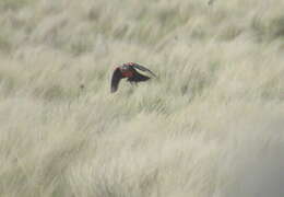 Image of Pampas Meadowlark