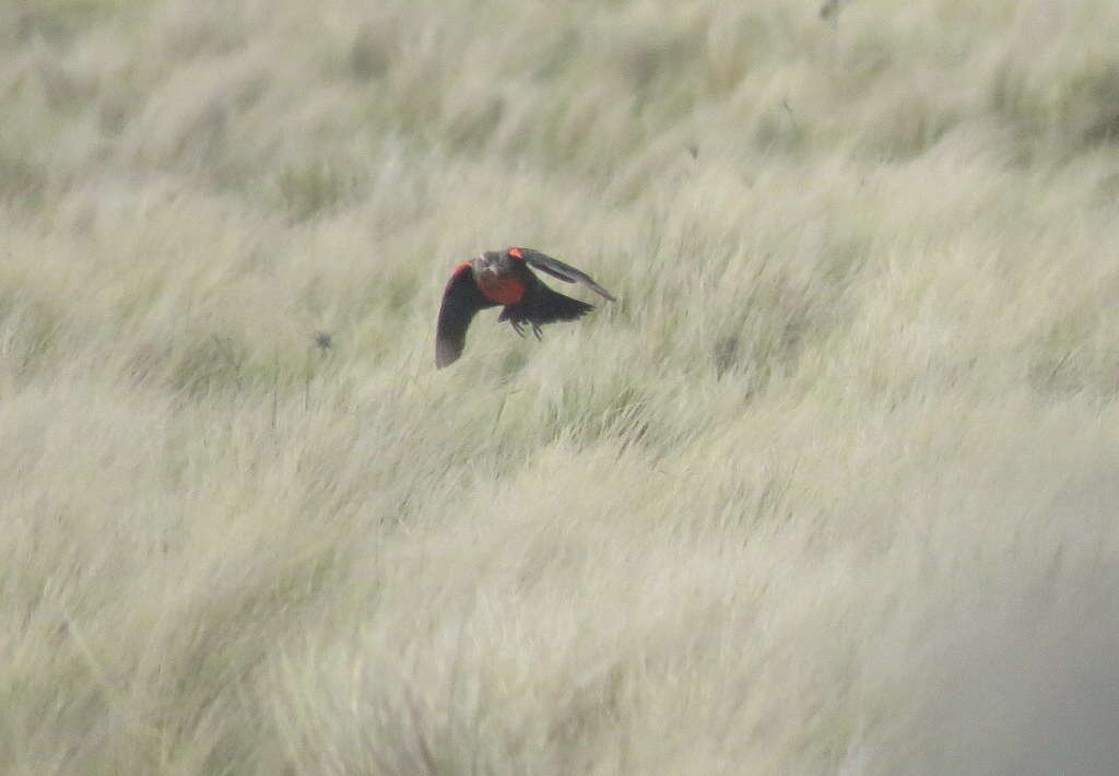 Image of Pampas Meadowlark