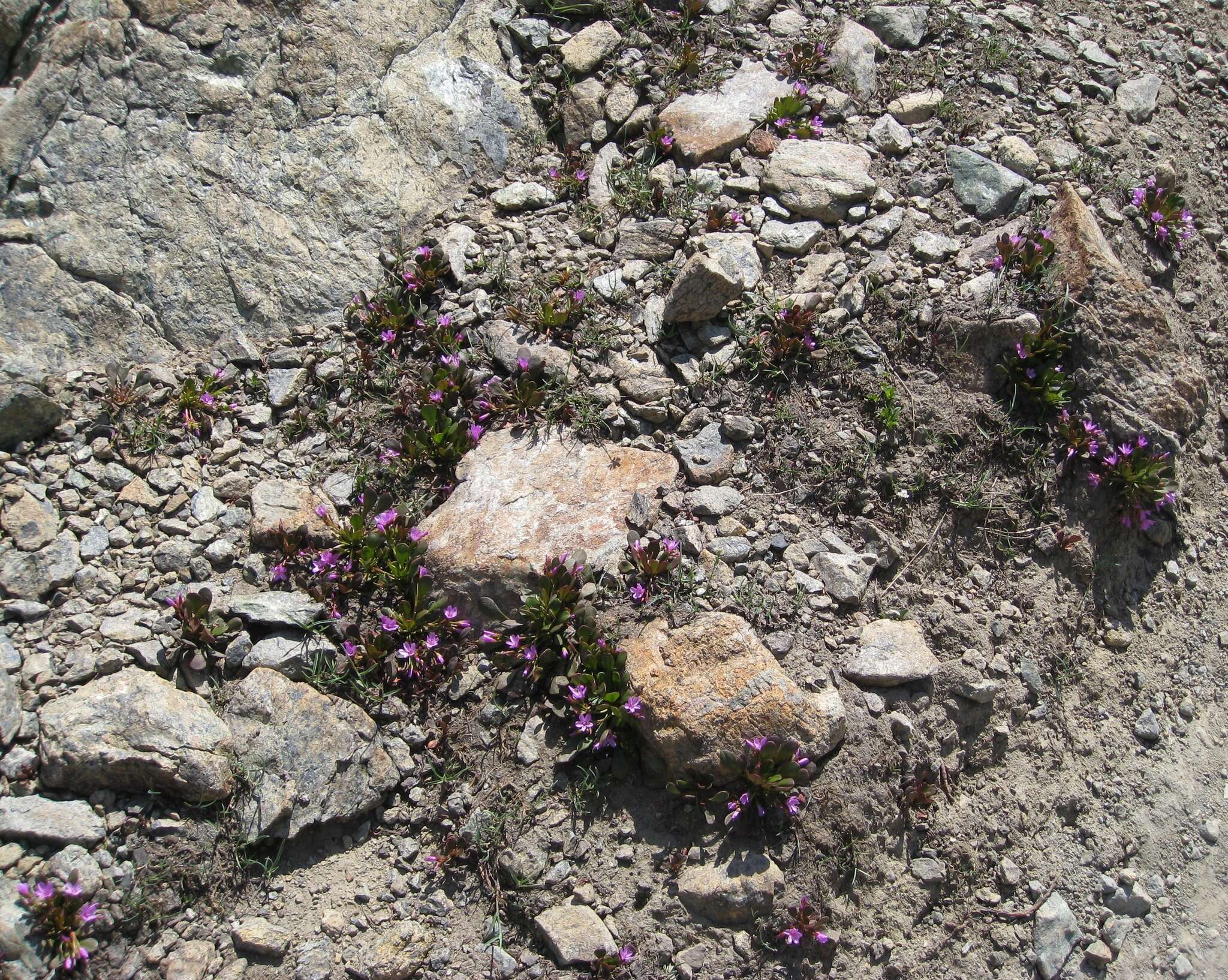 Image of alpine springbeauty