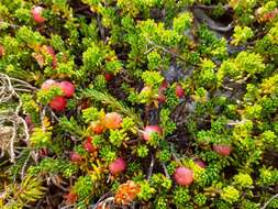 Image of purple crowberry