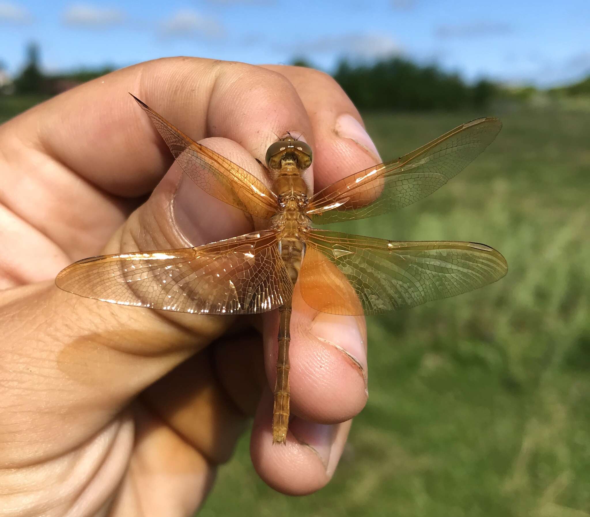 Image of Sympetrum croceolum (Selys 1883)