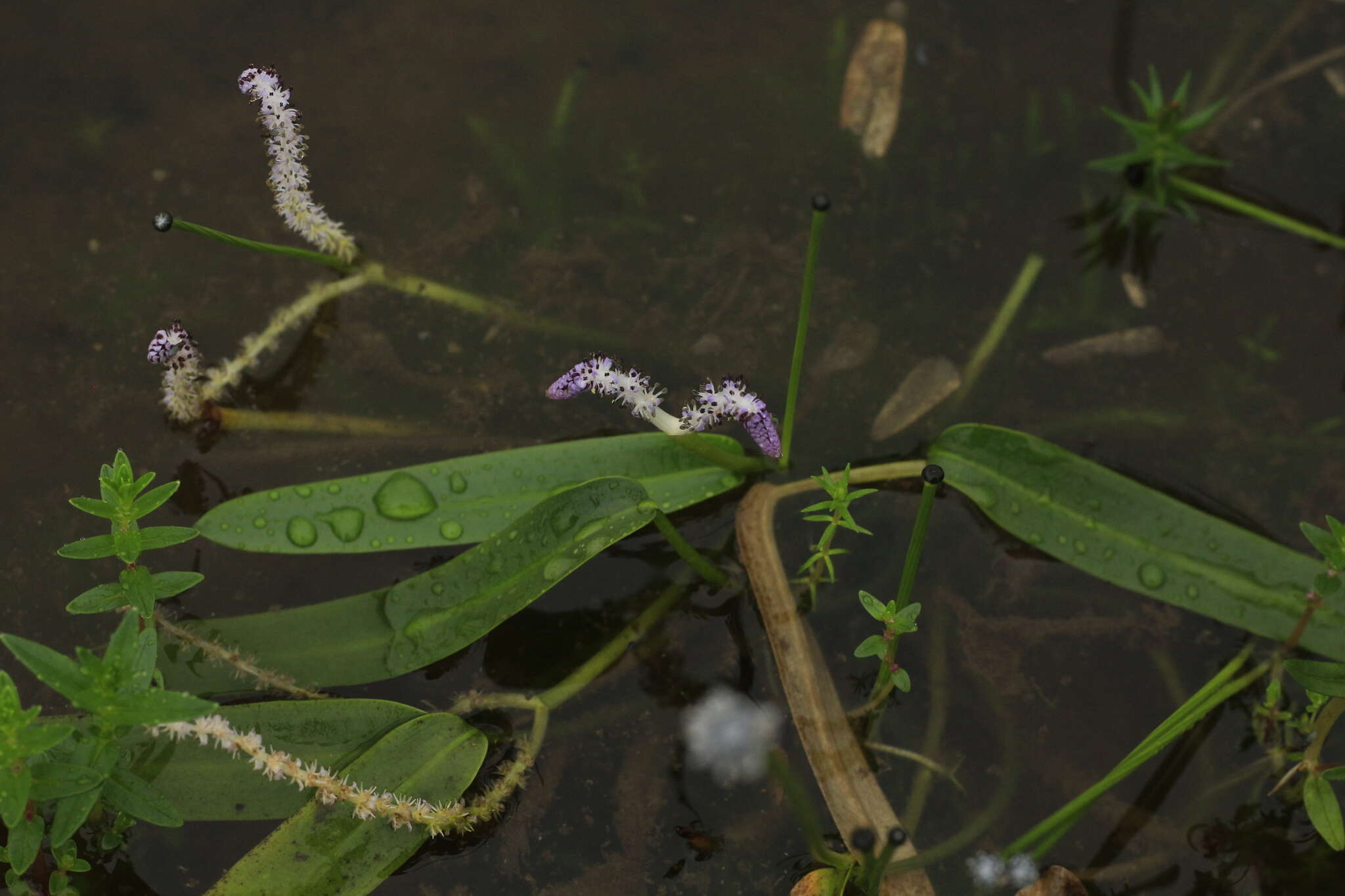 Image of Aponogeton satarensis Sundararagh., A. R. Kulk. & S. R. Yadav