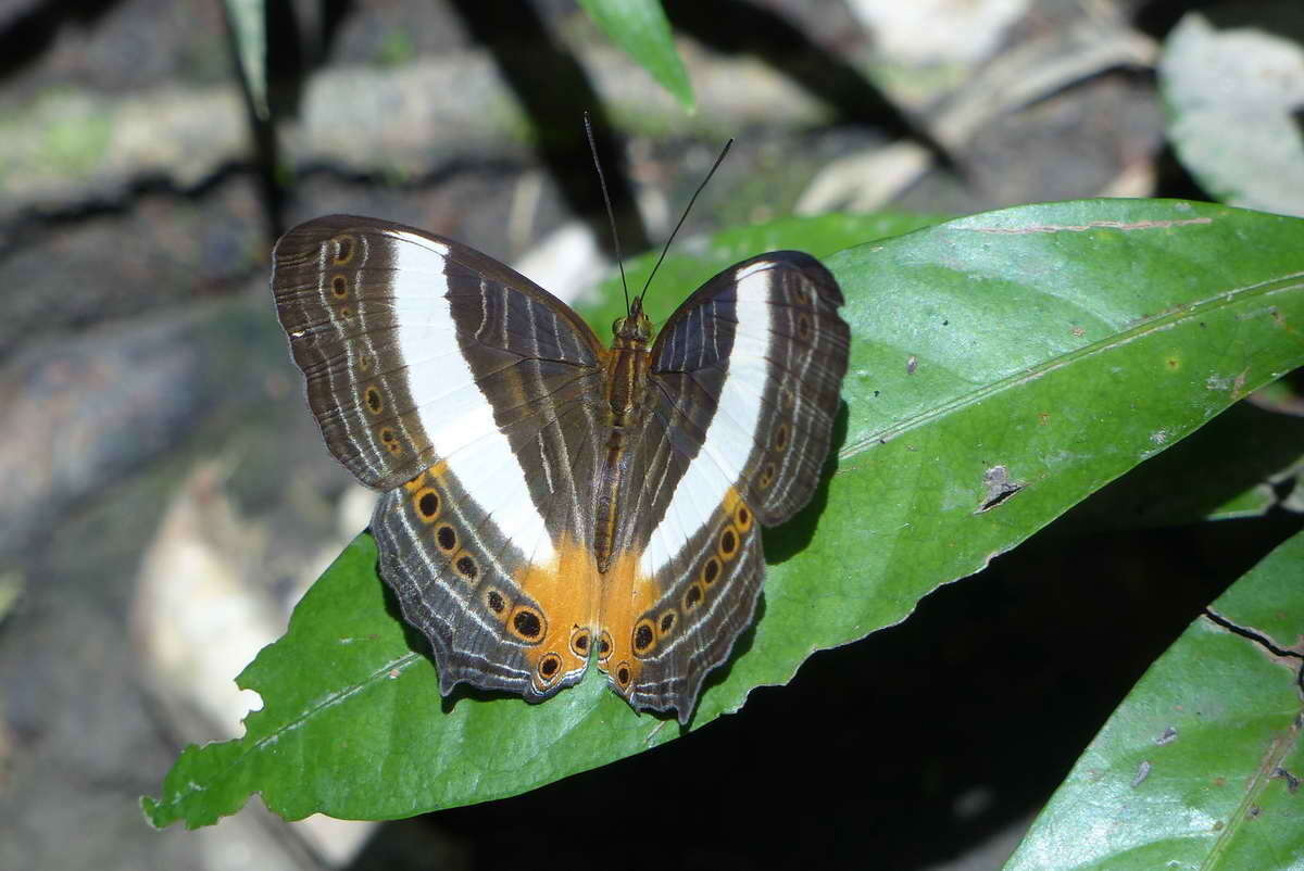 Слика од Cyrestis acilia Godart 1819