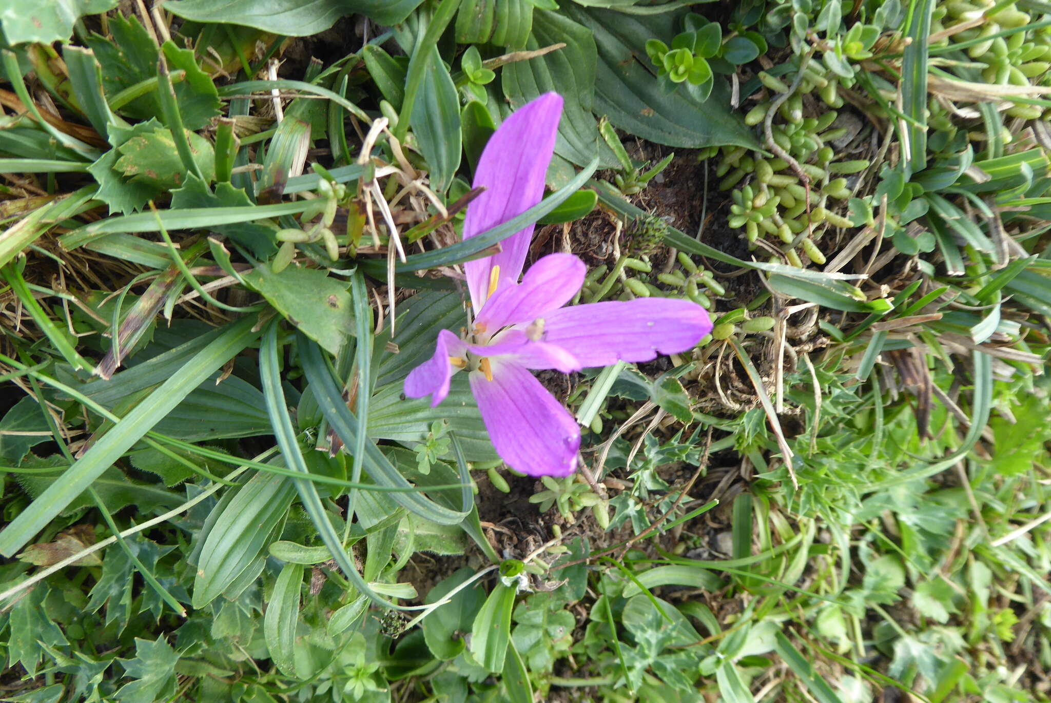 Image de Colchicum montanum L.