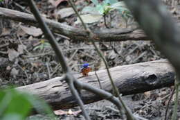Image of Blue-eared Kingfisher