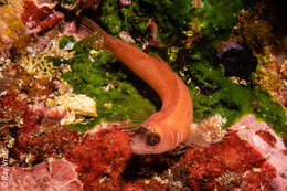 Image of Spectacled triplefin