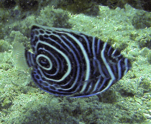 Image of Angelfish