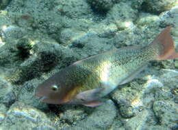 Image of Bicolor Parrotfish