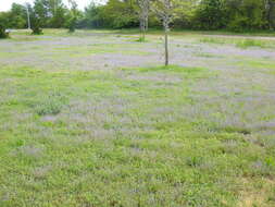 Image of strict forget-me-not