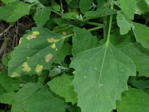 Image of Peronospora variabilis