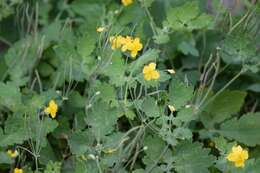 Image of celandine