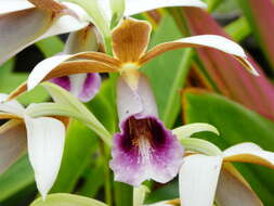 Image de Phaius tankervilleae (Banks) Blume