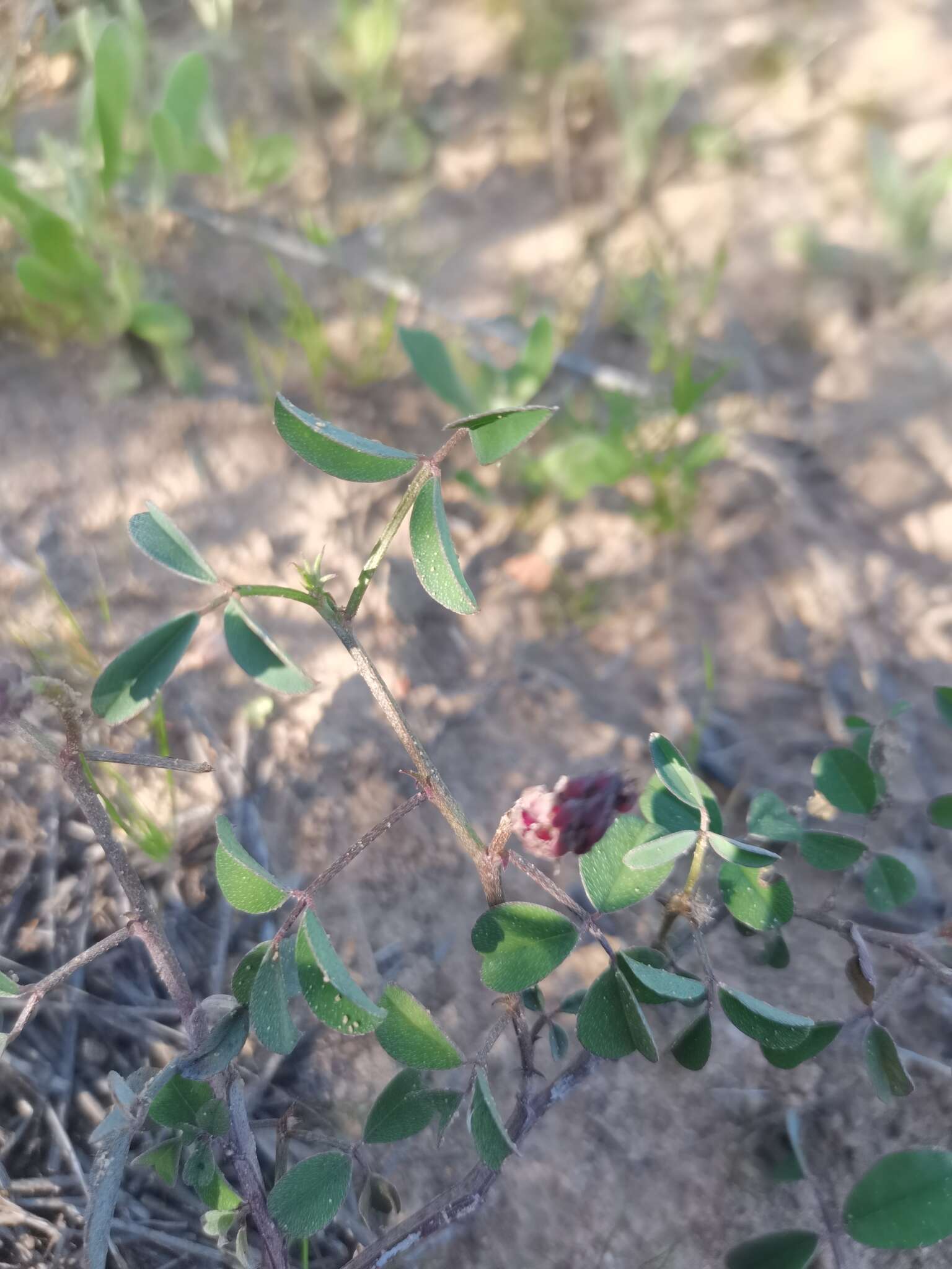 Image of Indigofera amoena Aiton