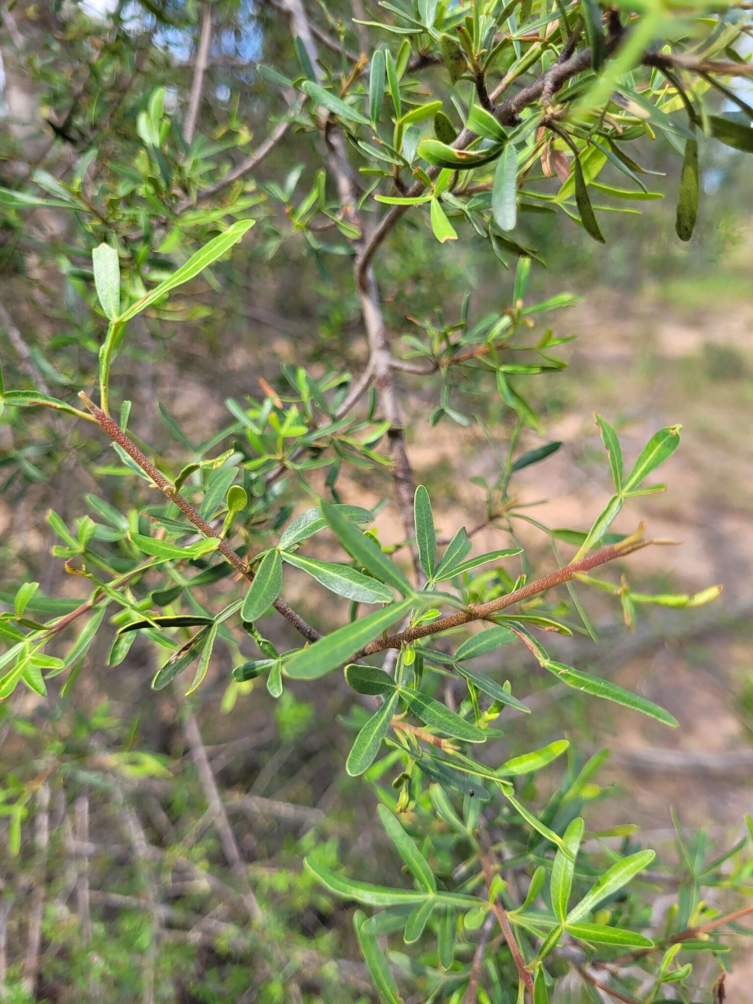 Image of Flindersia dissosperma (F. Müll.) Domin