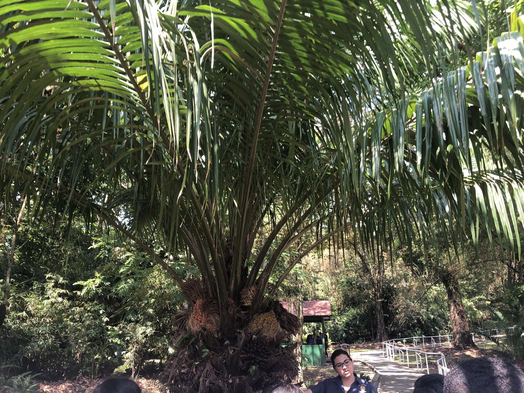 Image of American oil palm