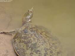 Image of Smooth Softshell Turtle