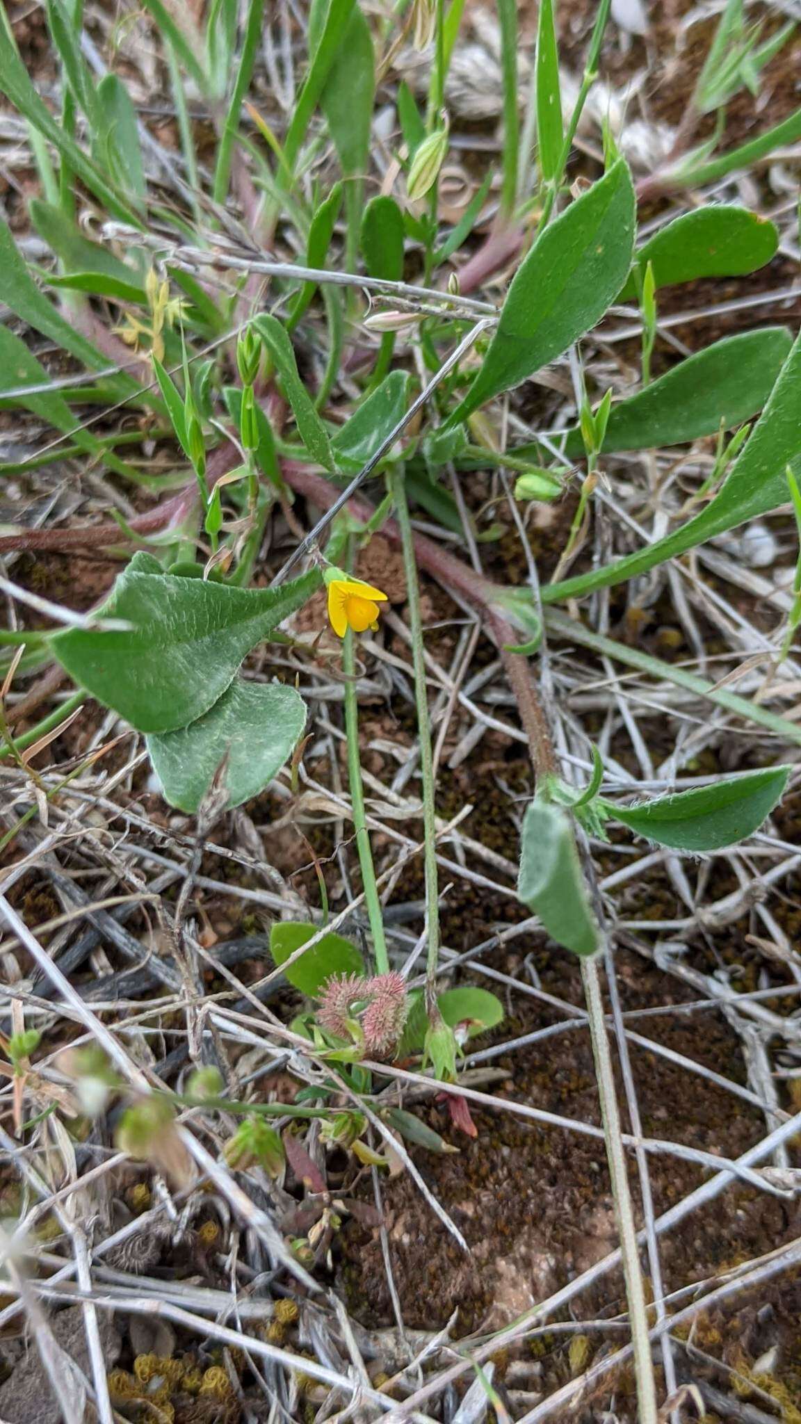 Plancia ëd Scorpiurus muricatus L.