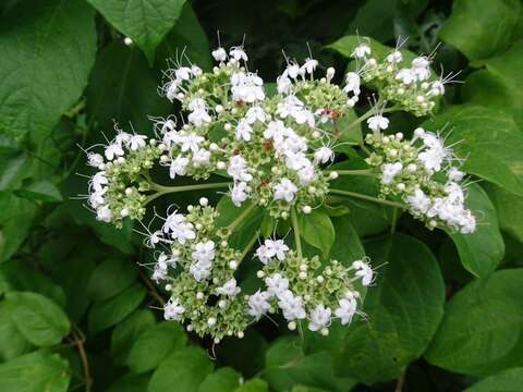 Image de Clerodendrum polycephalum Baker