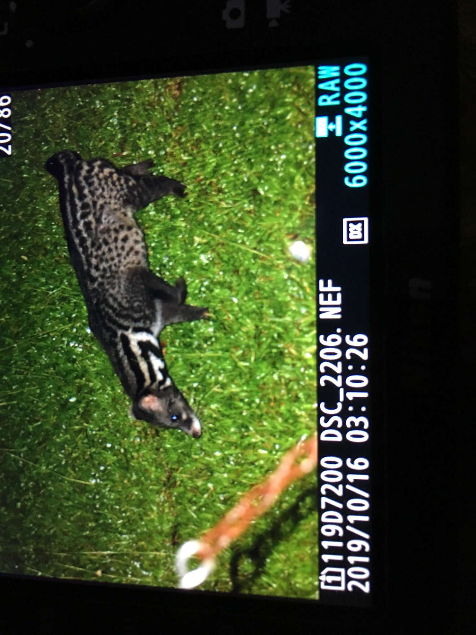 Image of Oriental Civet