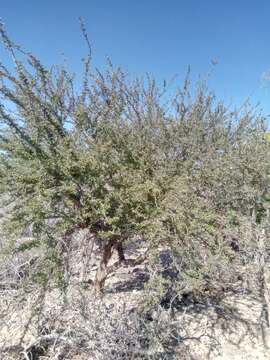 Image of Senna meridionalis (R. Vig.) Du Puy