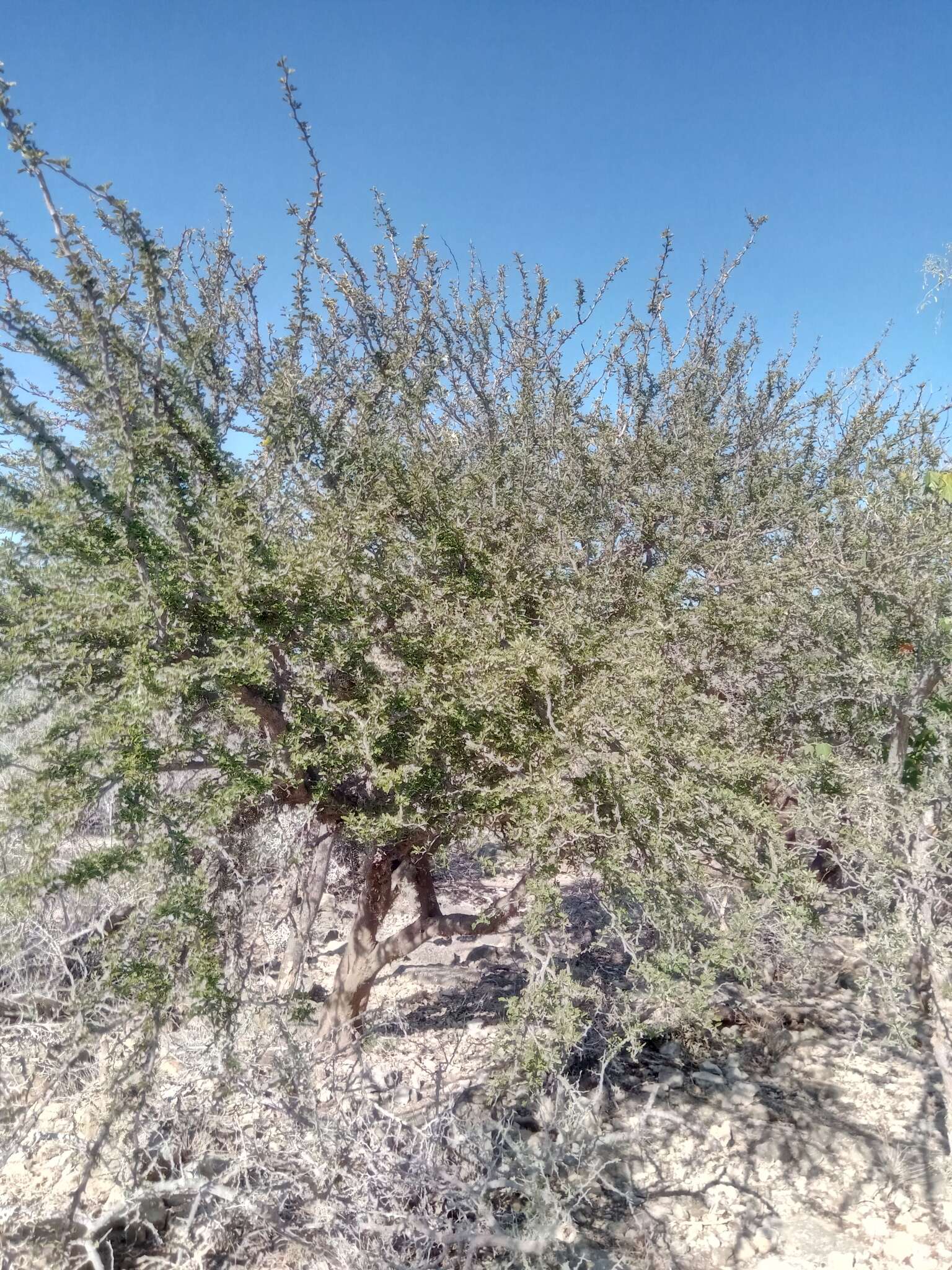 Plancia ëd Senna meridionalis (R. Vig.) Du Puy