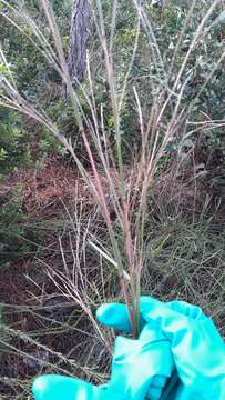 Imagem de Schizachyrium stoloniferum Nash