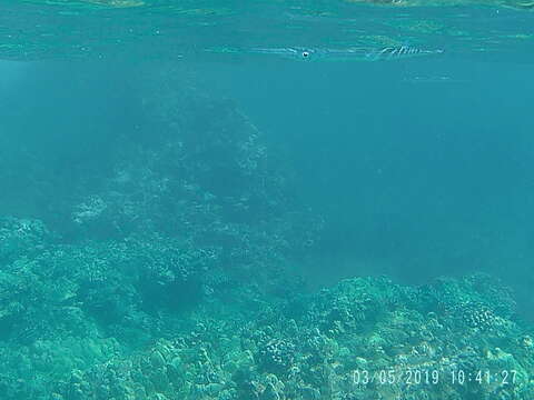 Image of Keeltail Needlefish