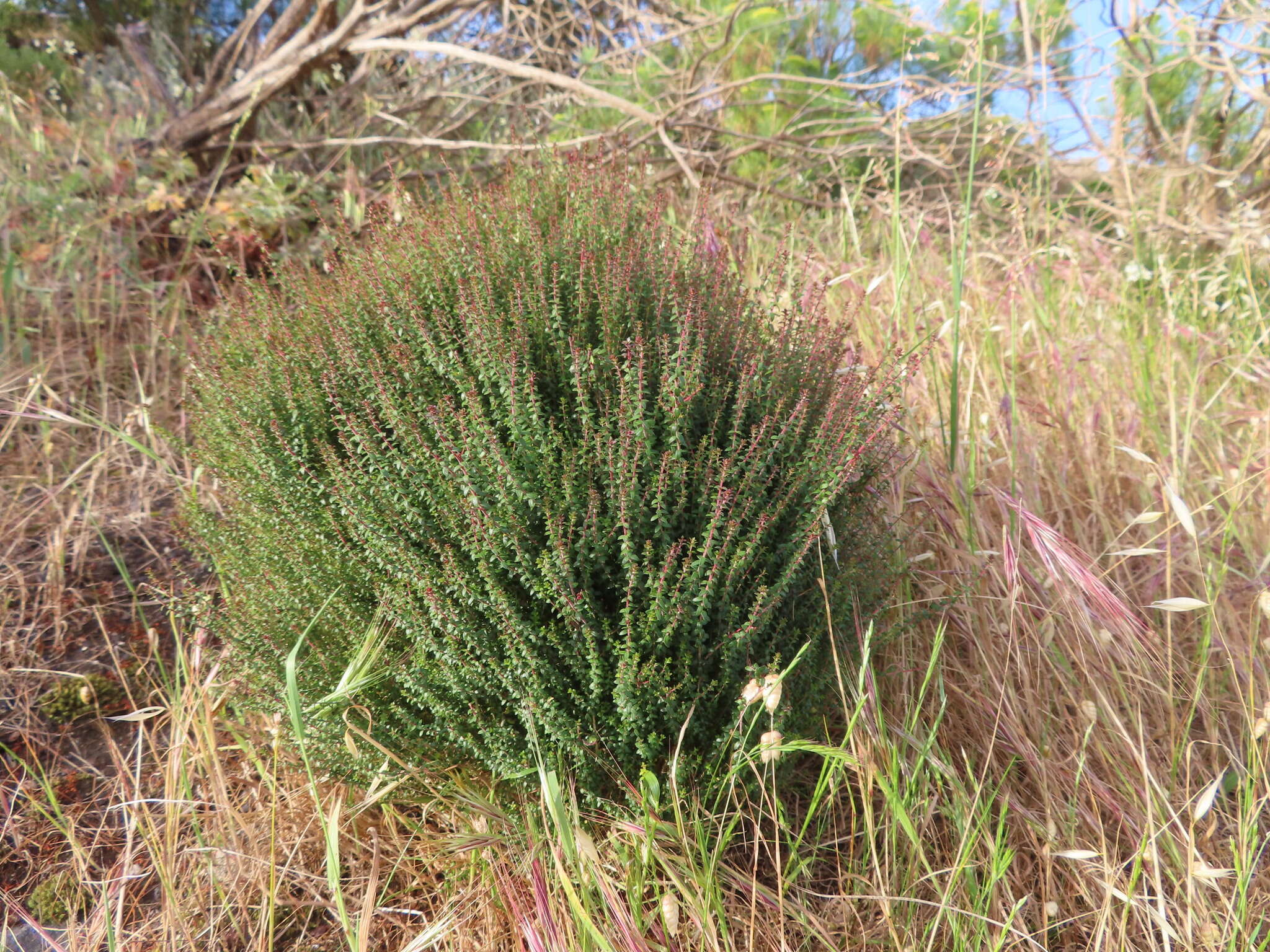 Image of Agathosma orbicularis (Thunb.) Bartl. & Wendl. fil.