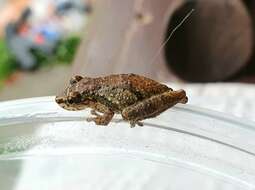 Image of Bandeirantes Snouted Treefrog