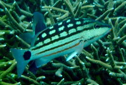 Lutjanus decussatus (Cuvier 1828) resmi