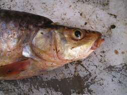 Image de Labeobarbus megastoma (Nagelkerke & Sibbing 1997)