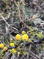 Vachellia vernicosa (Britton & Rose) Seigler & Ebinger resmi