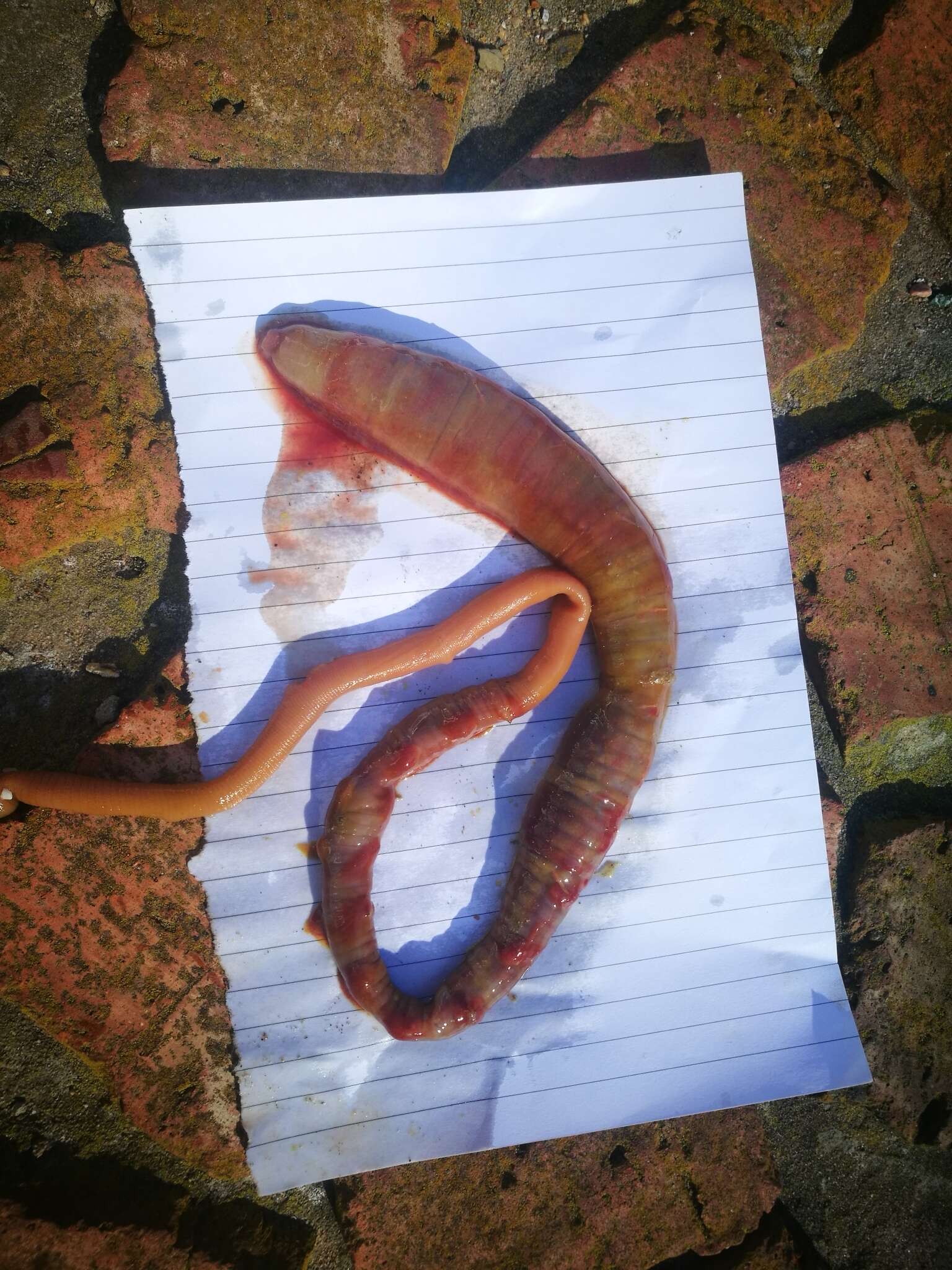 Image of bloodworm (local usage in South Africa for Arenicola loveni, although lugworm is the worldwide English vernacular for genus Arenicola)