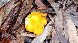 Image of Cantharellus garnierii Ducousso & Eyssart. 2004