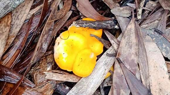 Слика од Cantharellus garnierii Ducousso & Eyssart. 2004