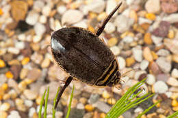 Image of Grooved Diving Beetle