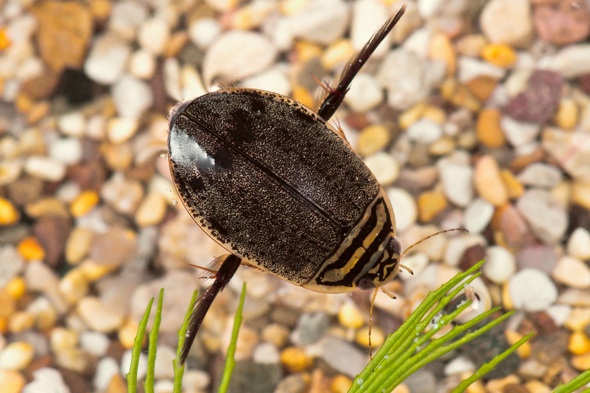 Image of Grooved Diving Beetle