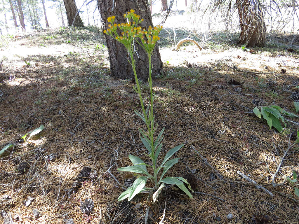 Image of rayless ragwort