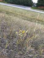 Image of subalpine gumweed