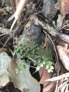 Image of Capparis sarmentosa A. Cunn. ex Benth.