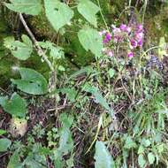 Image of Senecio callosus Sch. Bip.