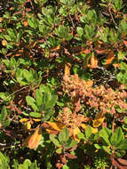 Image de Rhododendron columbianum (Piper) Harmaja