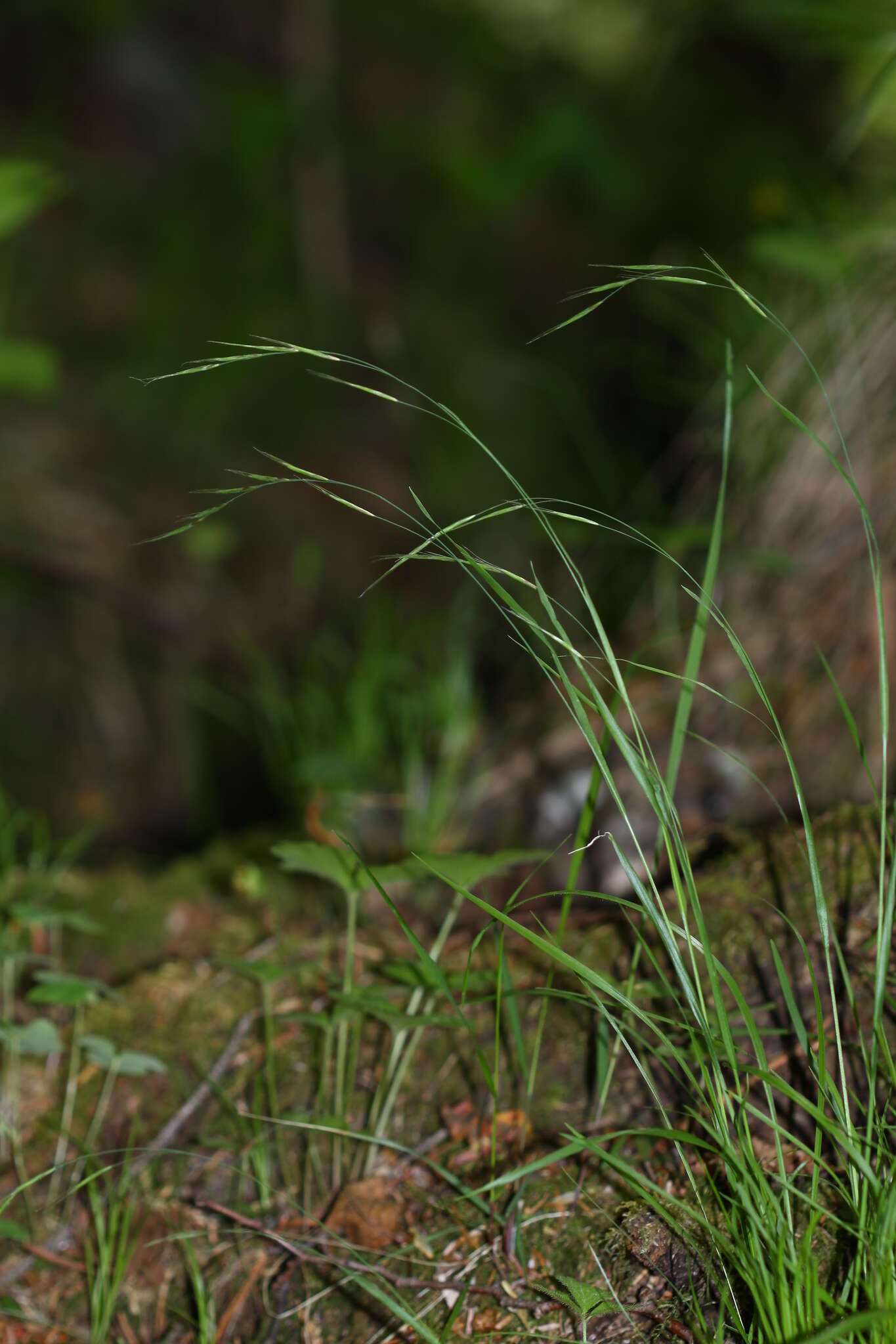 Image of Schizachne purpurascens subsp. callosa (Turcz. ex Griseb.) T. Koyama & Kawano