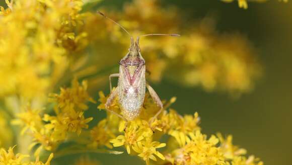 Harmostes (Harmostes) reflexulus (Say 1832) resmi