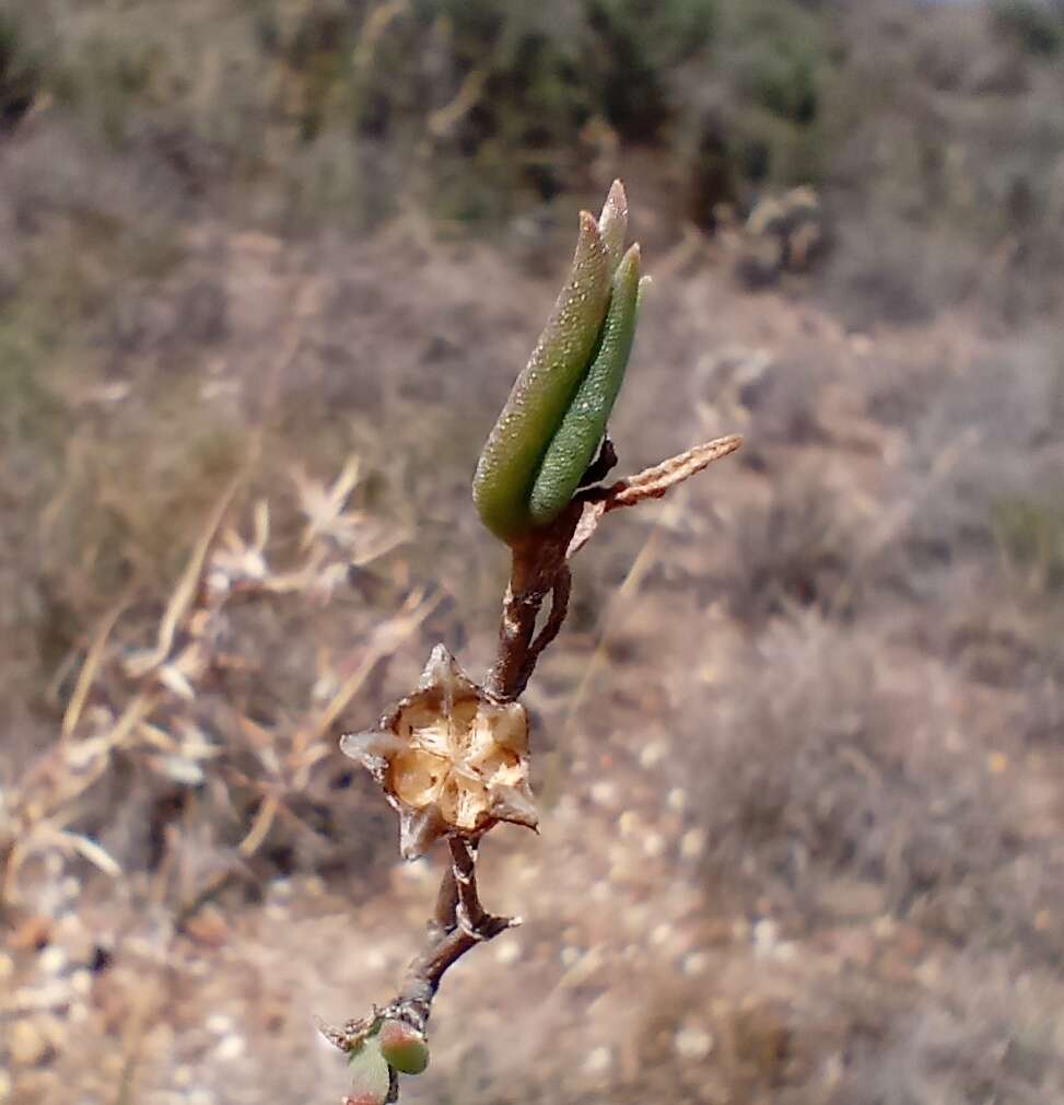 Image of Delosperma neethlingiae (L. Bol.) Schwant.